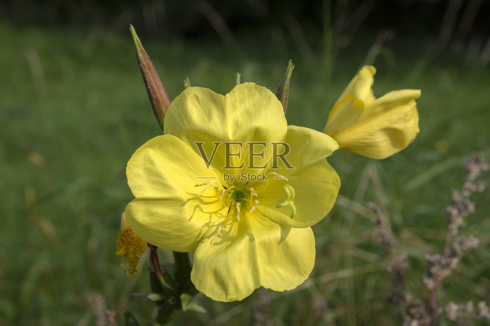 荷兰阿姆斯特丹的黄海葵与蜜蜂的特写照片摄影图片