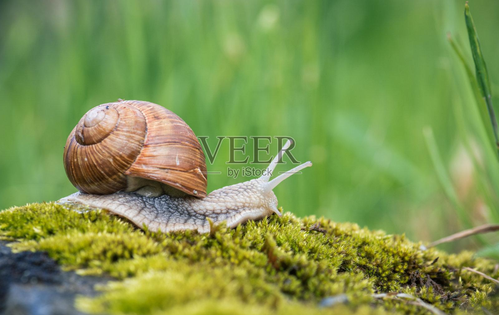 苔藓上的蜗牛照片摄影图片