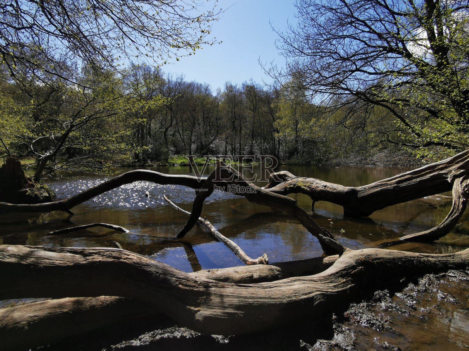 天然的池塘照片摄影图片