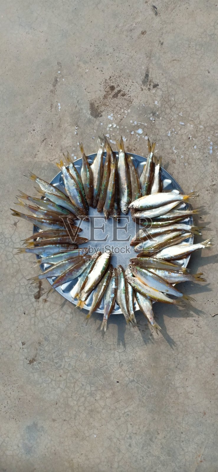 许多小鱼照片摄影图片