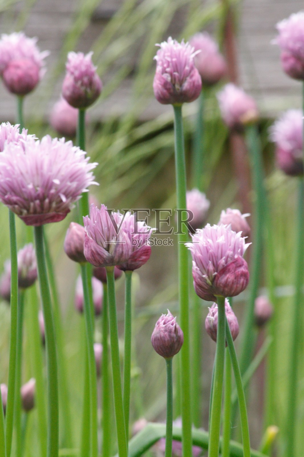 葱属植物在6月照片摄影图片