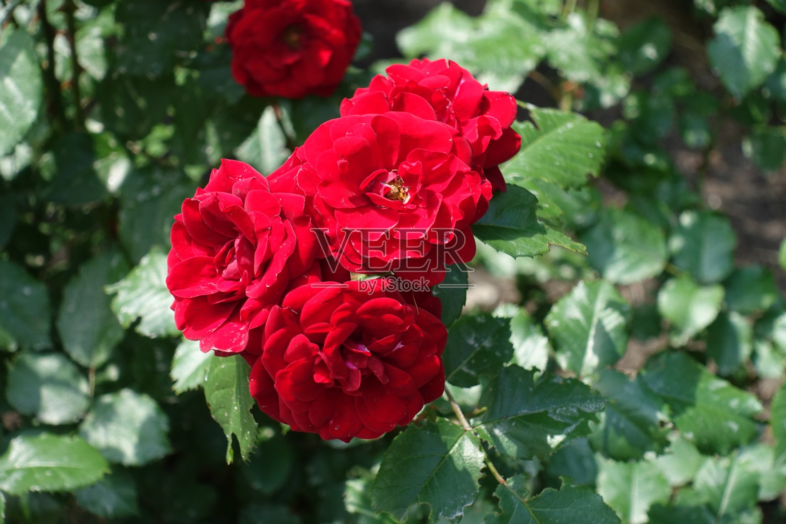 六月里的一束红色玫瑰照片摄影图片