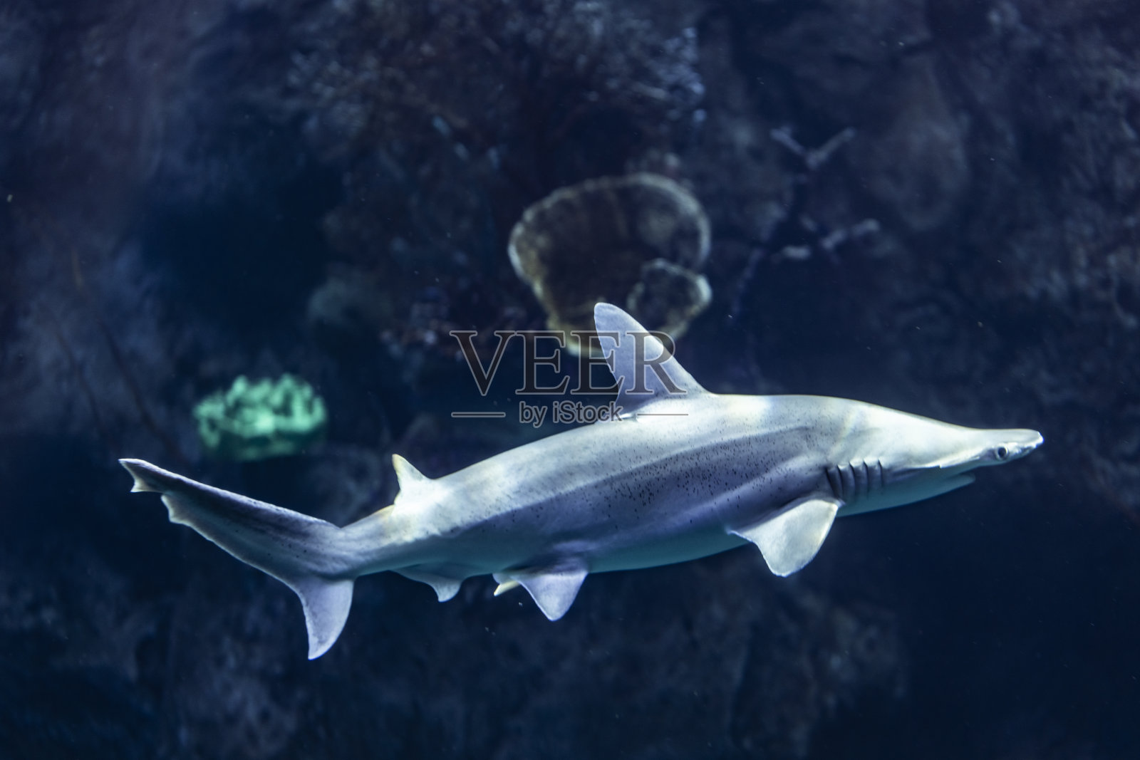 锤头鲨照片摄影图片