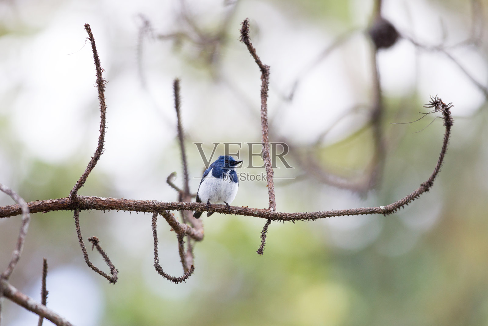捕蝇鸟:成虫群青捕蝇鸟或白眉蓝捕蝇鸟照片摄影图片