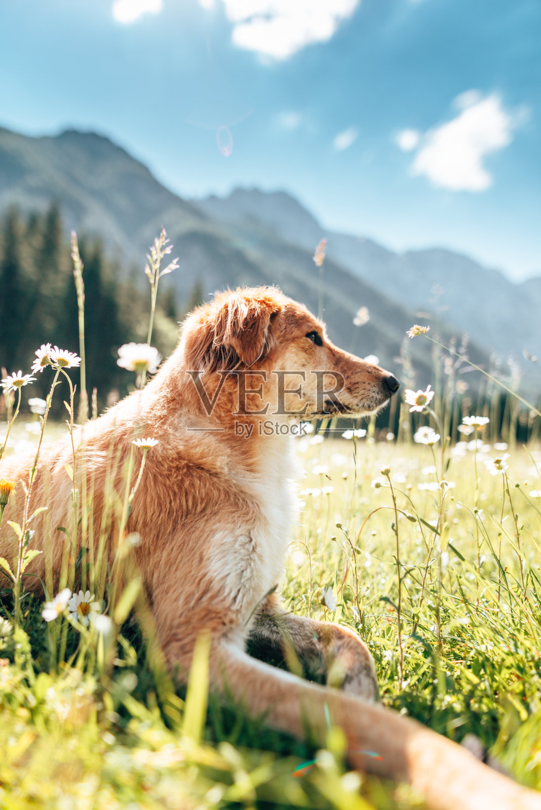 狗在白云岩照片摄影图片