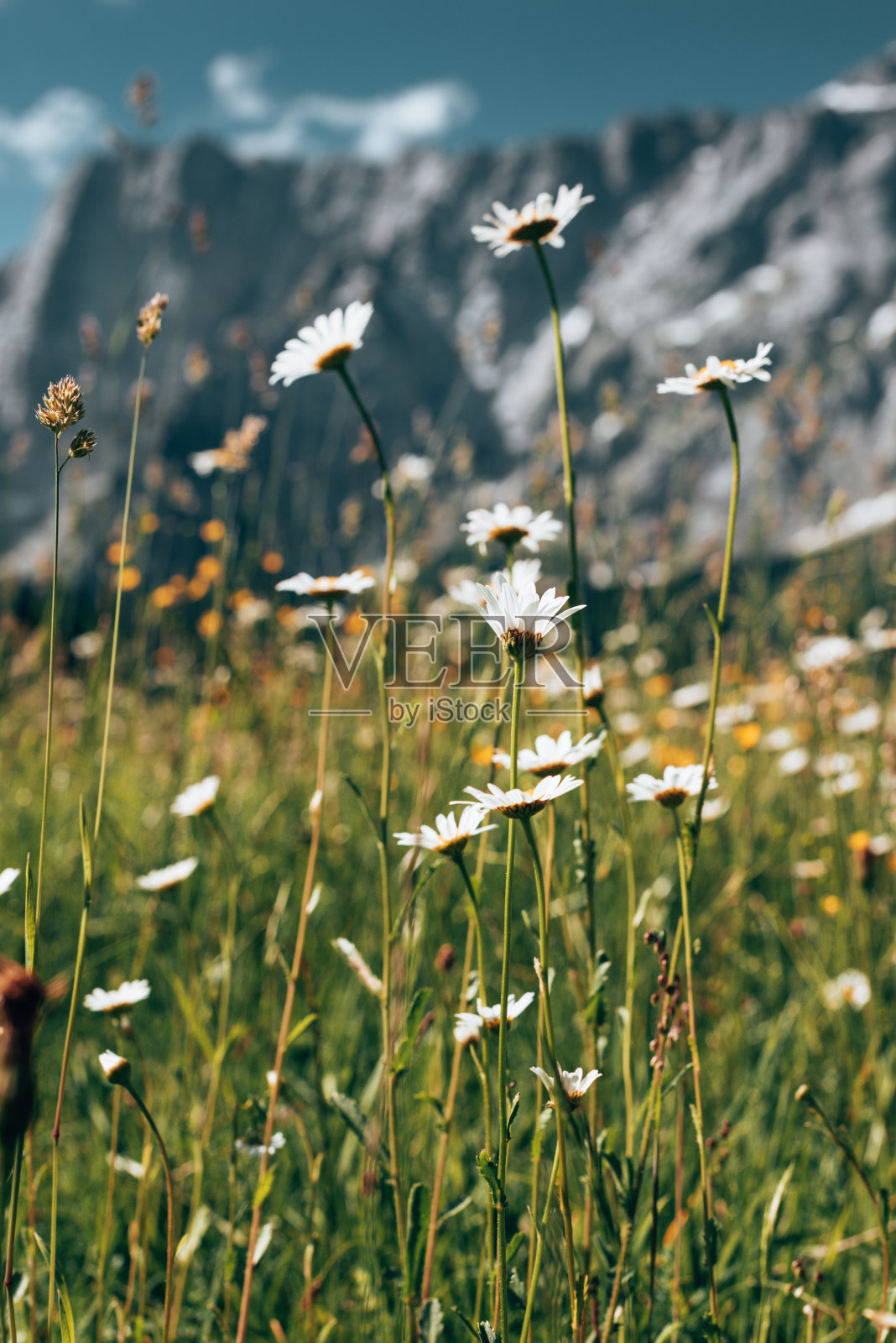 在白云岩山上的雏菊照片摄影图片