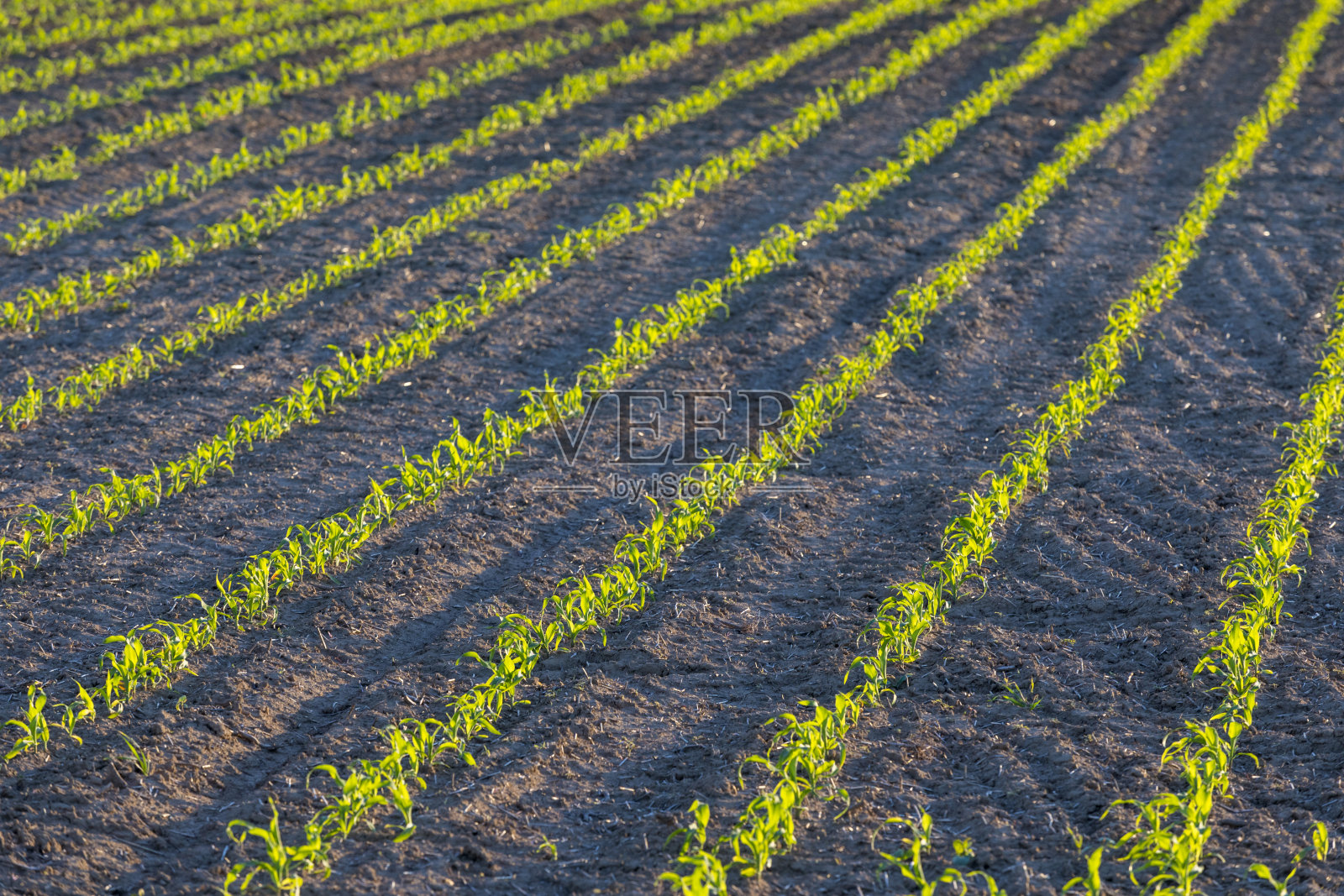 玉米田照片摄影图片