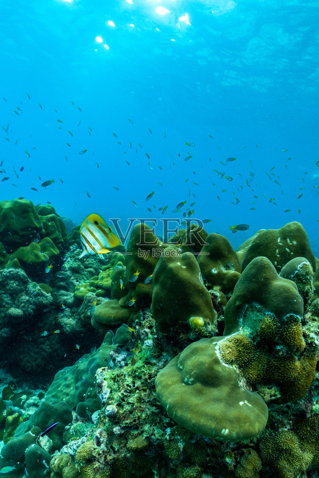 珊瑚礁和鱼的水下场景，泰国的皮皮岛。照片摄影图片