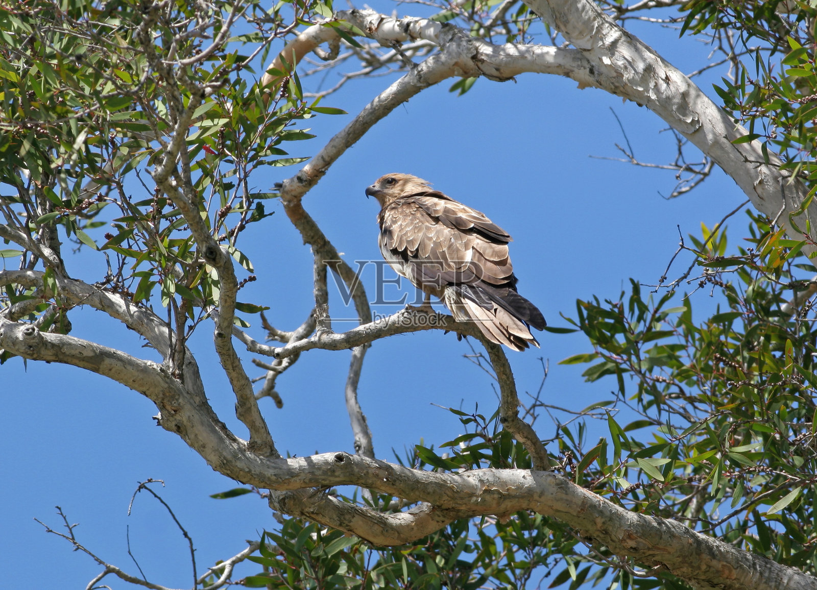 吹口哨的风筝照片摄影图片
