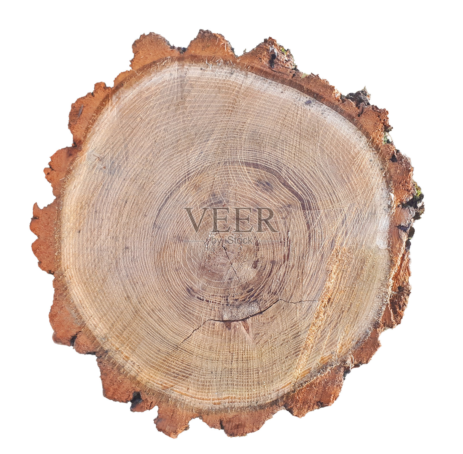 在白色背景上孤立的树干横截面照片摄影图片