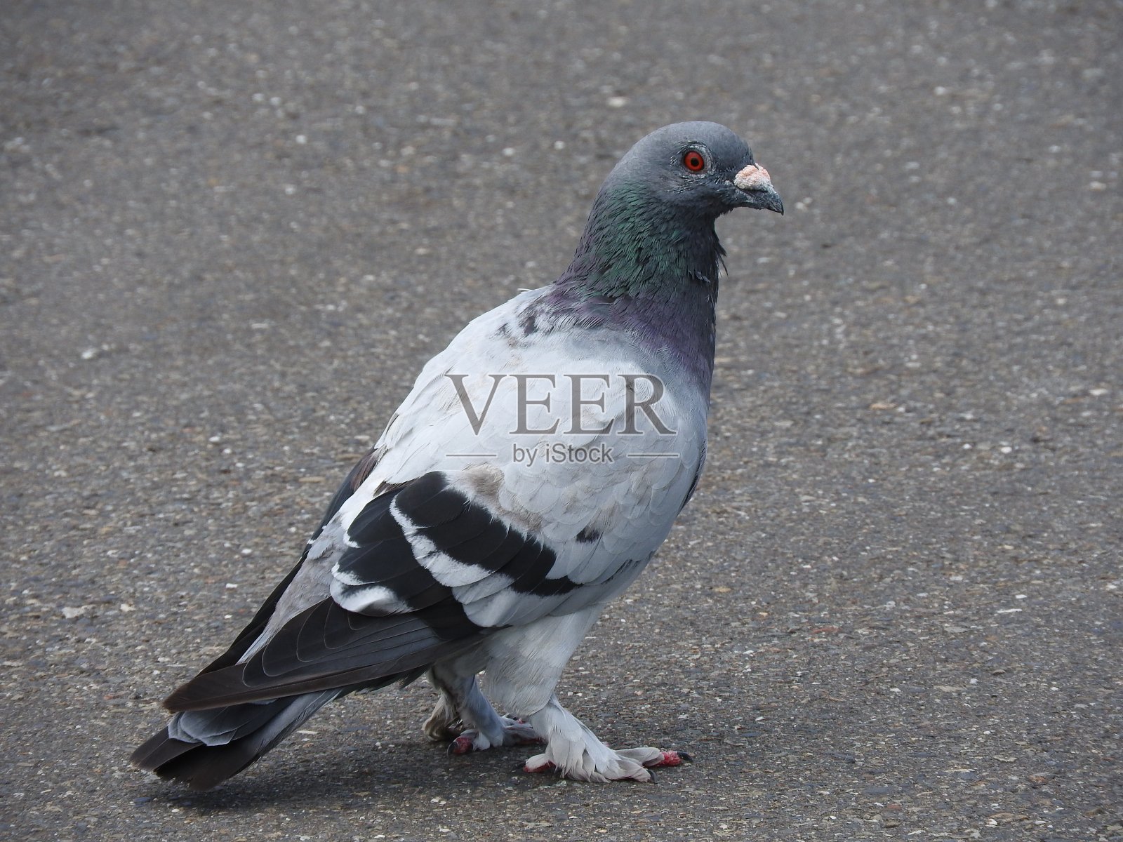 灰鸽子在草地上孤立在户外的道路上。照片摄影图片