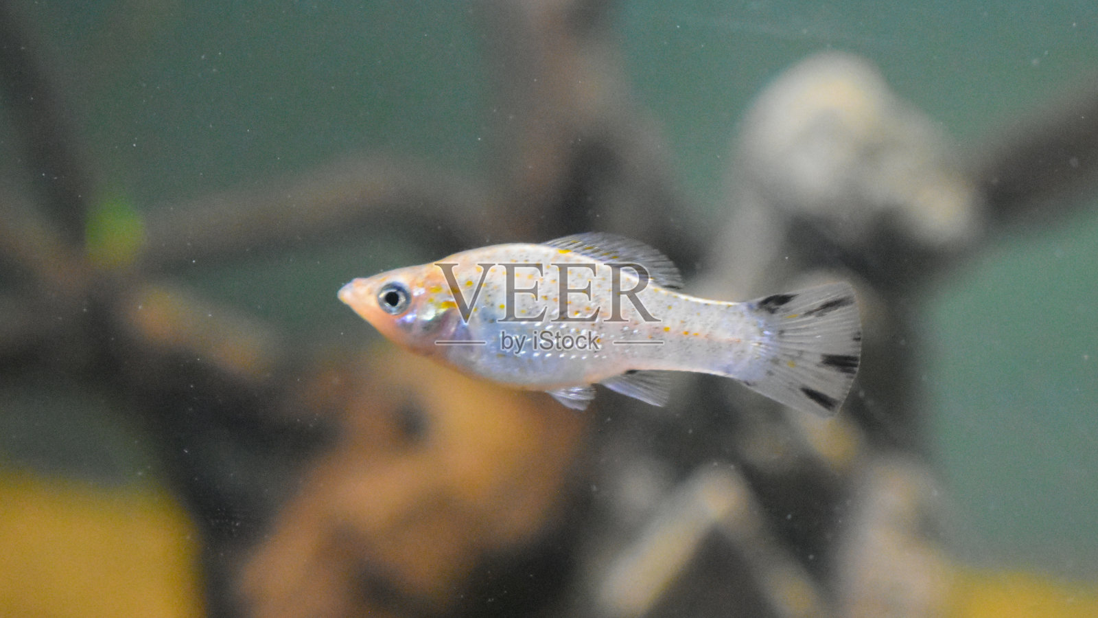 观赏鱼是水族缸内的斑蝶或茉莉照片摄影图片