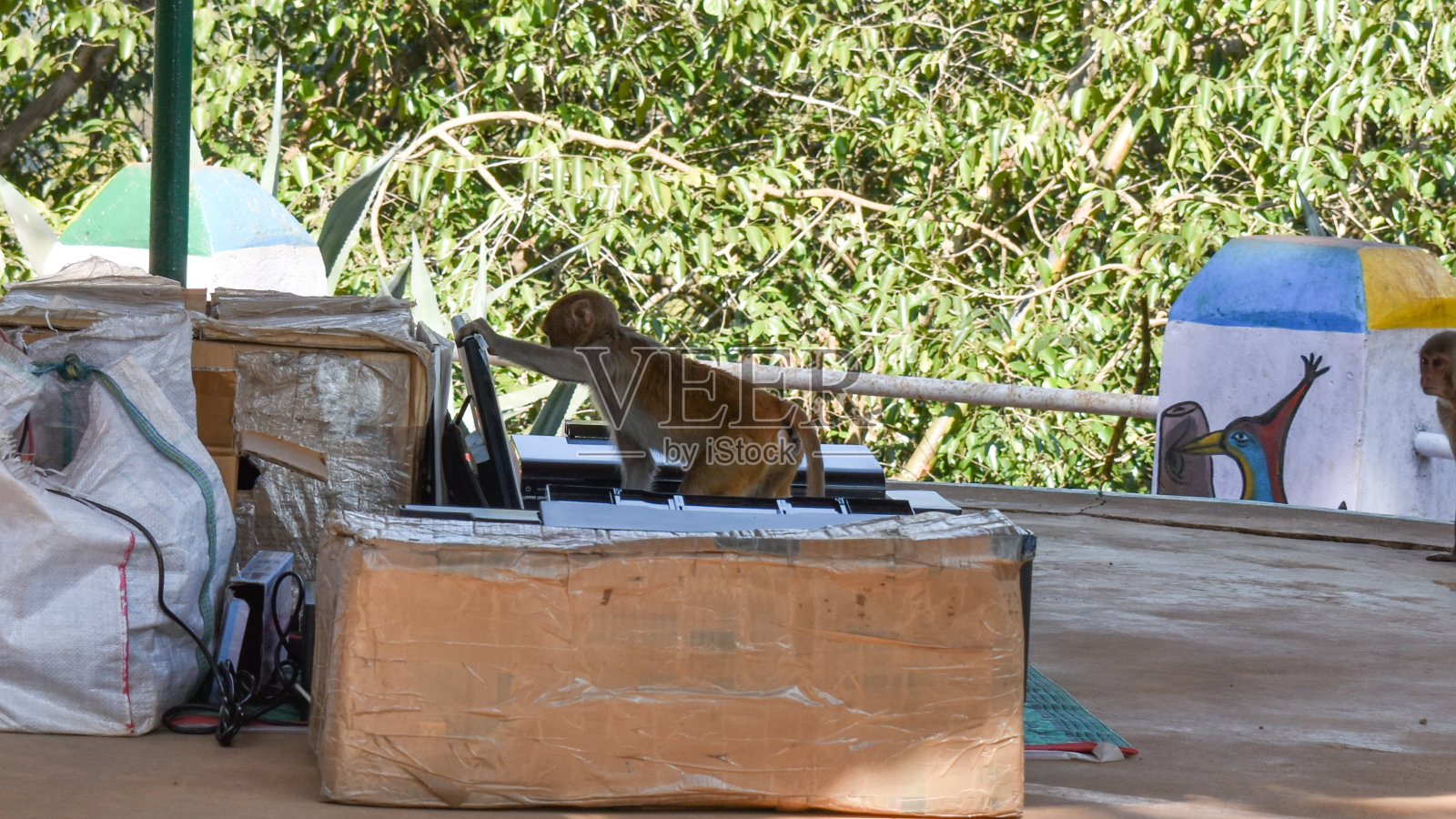 猕猴在看笔记本电脑照片摄影图片