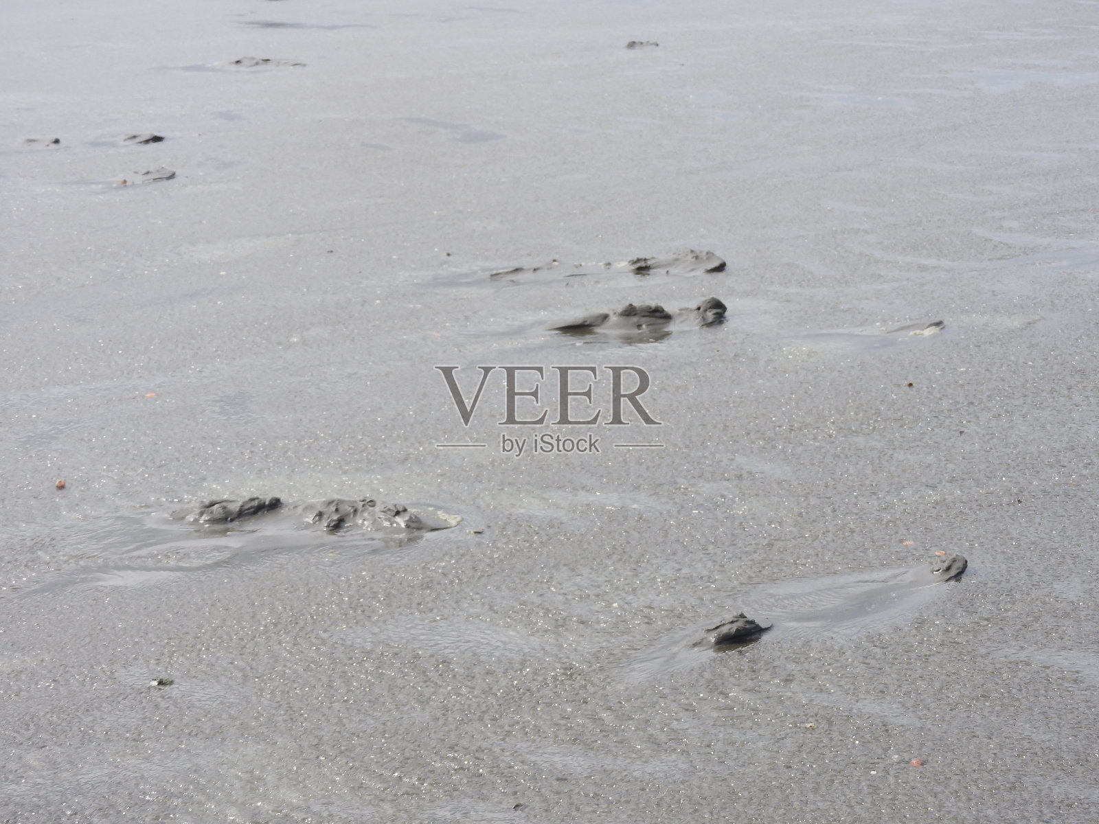 潮间带泥滩是重要的生态系统，是生物的栖息地。照片摄影图片