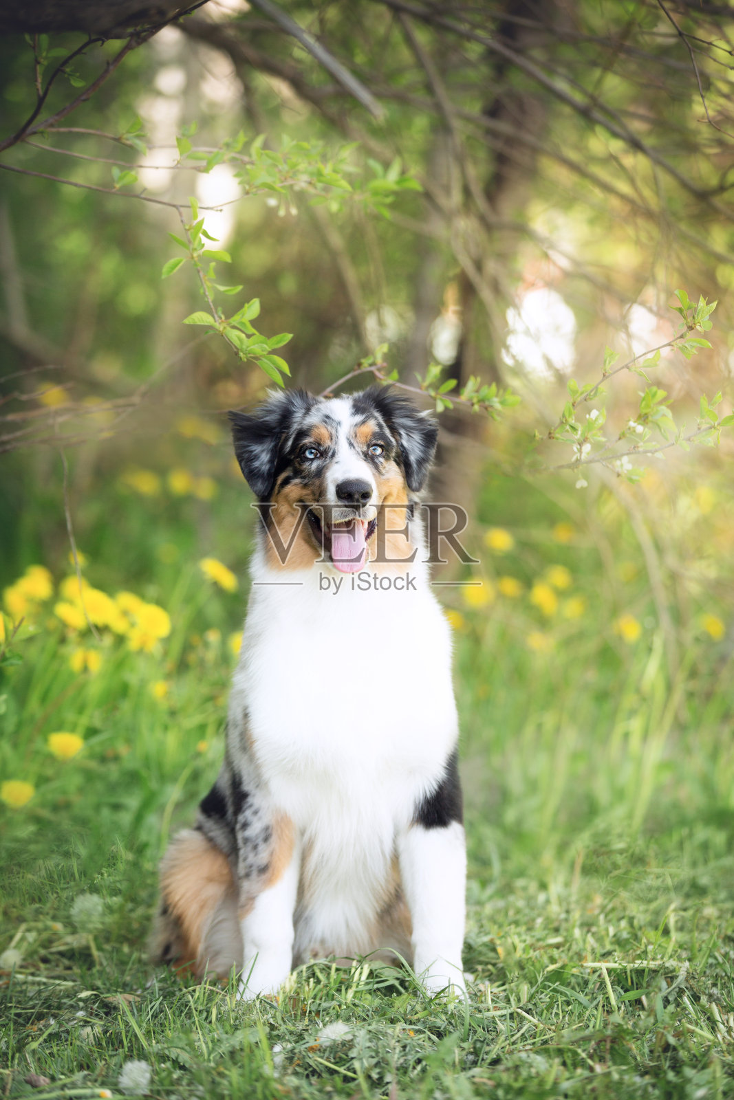 肖像可爱的澳大利亚牧羊犬摆姿势在公园的黄色蒲公英和绿色的树的背景照片摄影图片