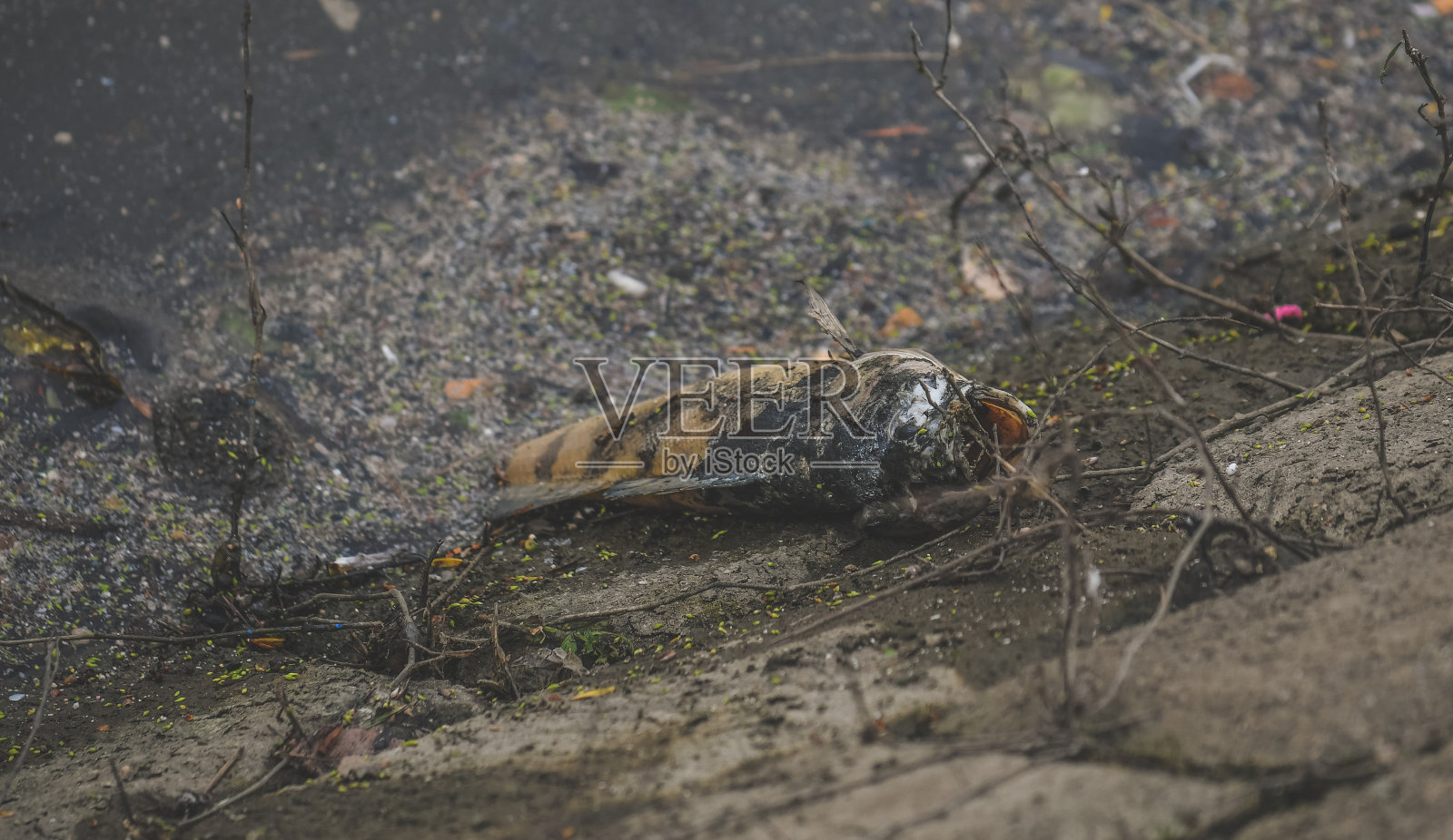 死鱼 - 生态灾难照片摄影图片