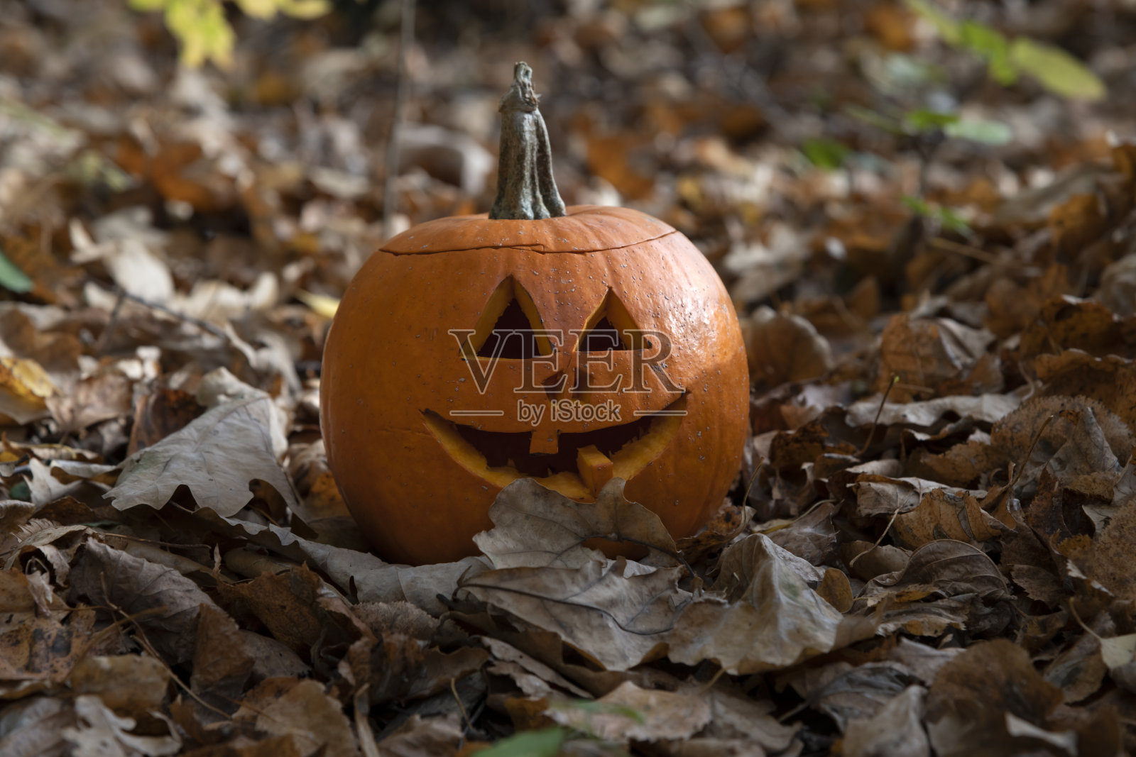 森林里的万圣节南瓜照片摄影图片