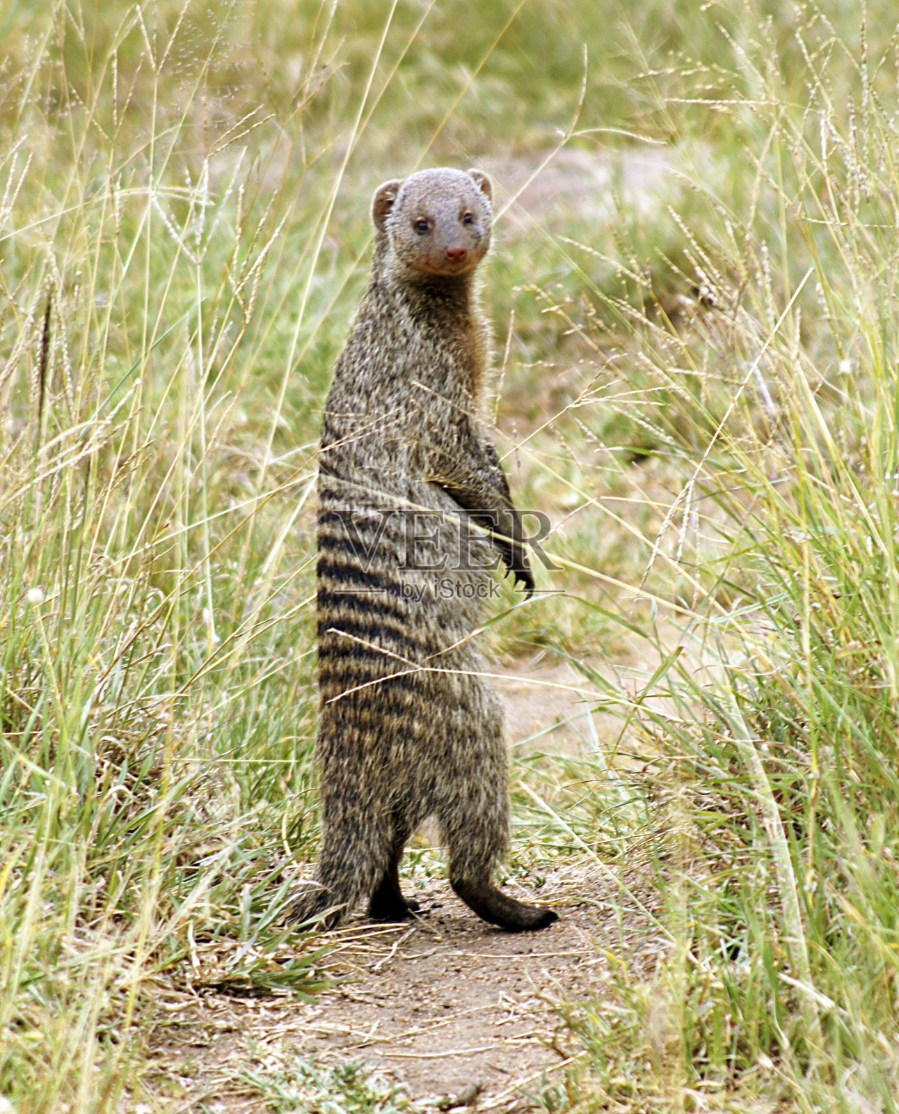 动物-塞伦盖蒂条纹猫鼬-坦桑尼亚照片摄影图片