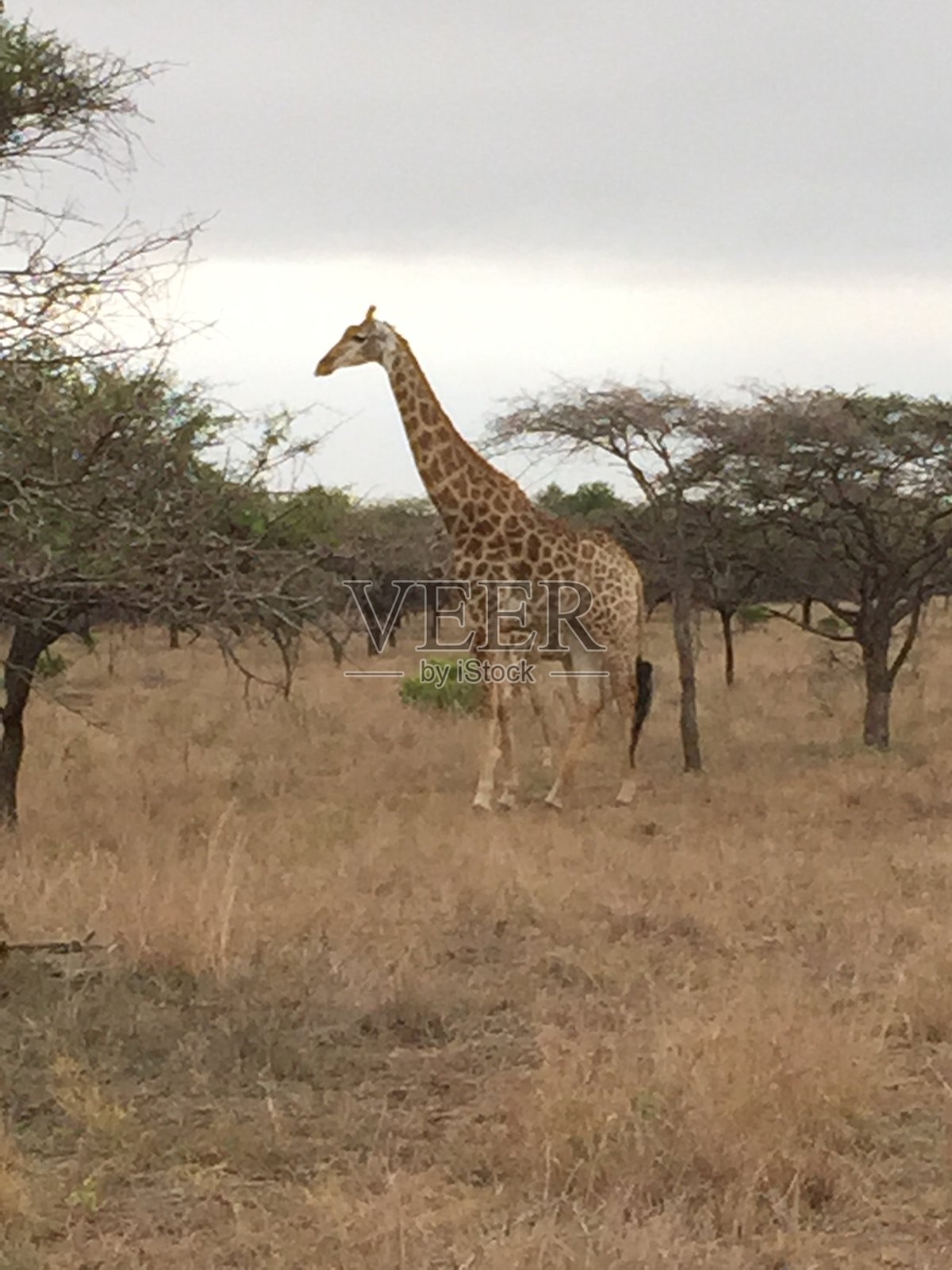 非洲的长颈鹿照片摄影图片