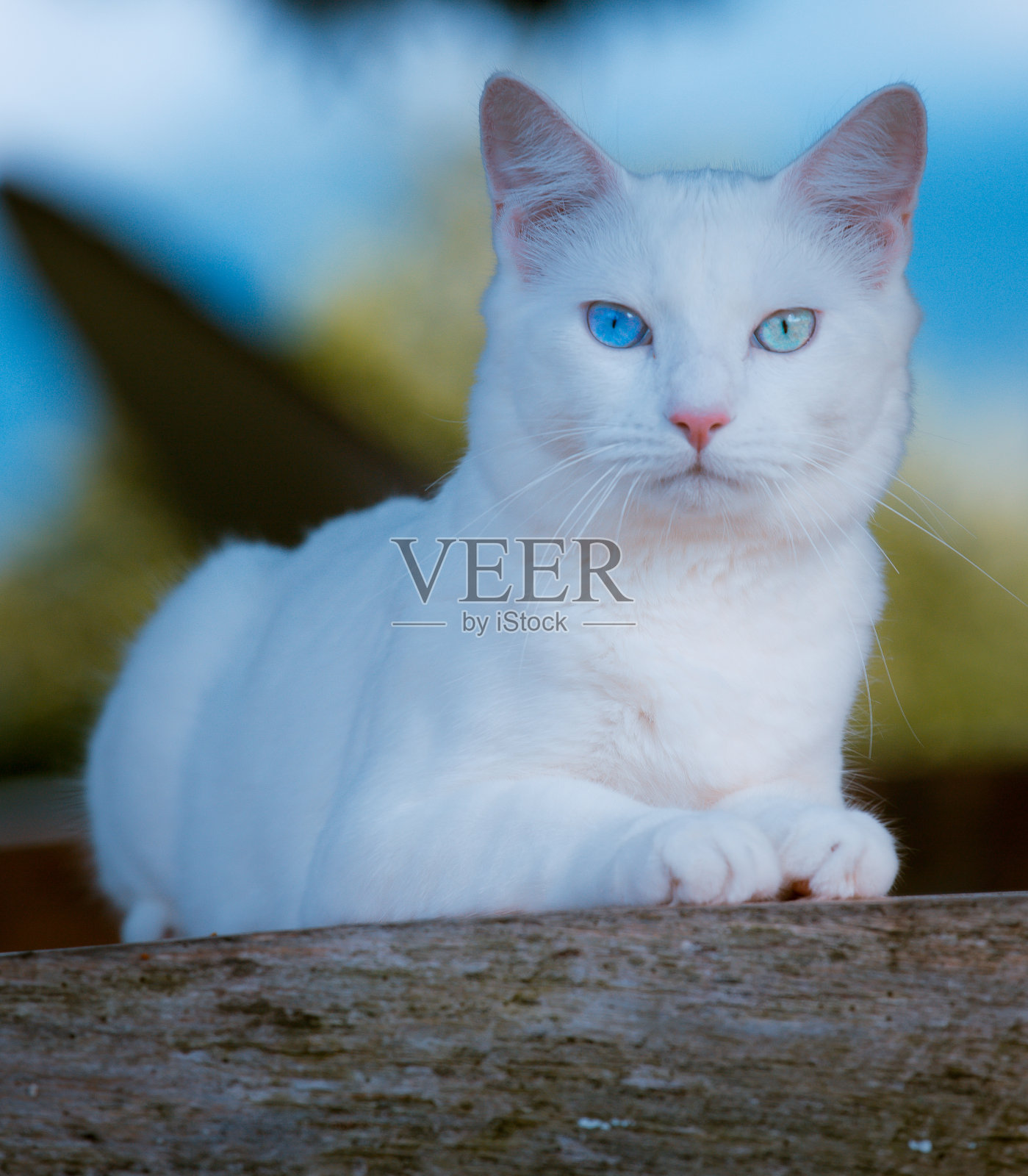 和我儿子去公园玩宠物照片摄影图片