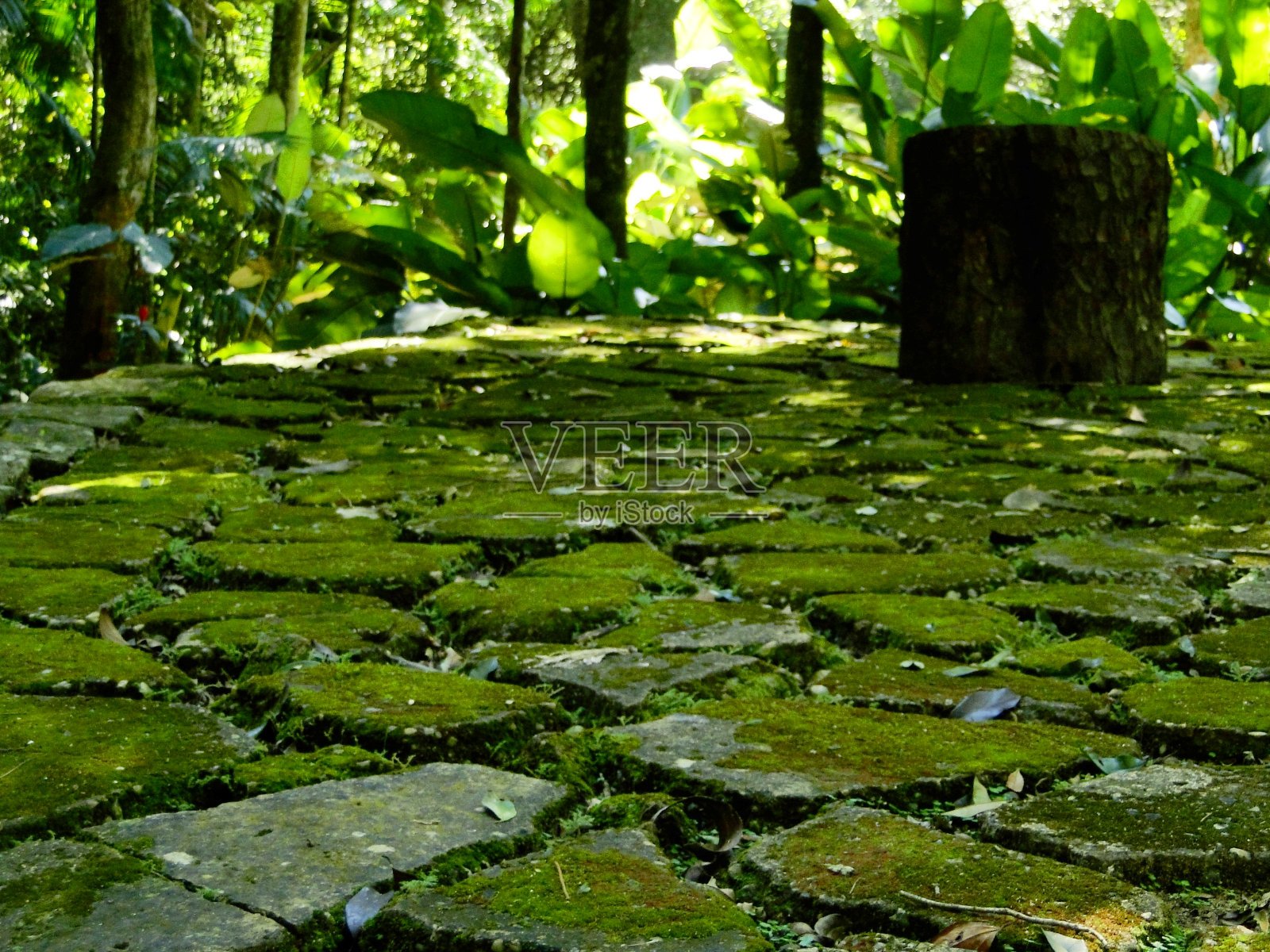 苔绿色地板照片摄影图片