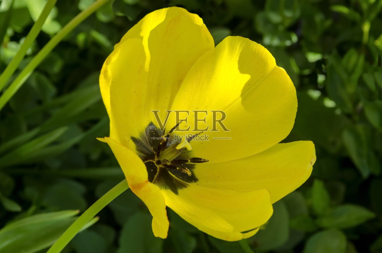 微距拍摄的黄色郁金香内部照片摄影图片