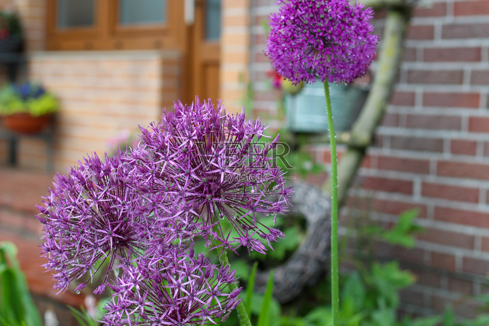 有雨滴的葱花照片摄影图片