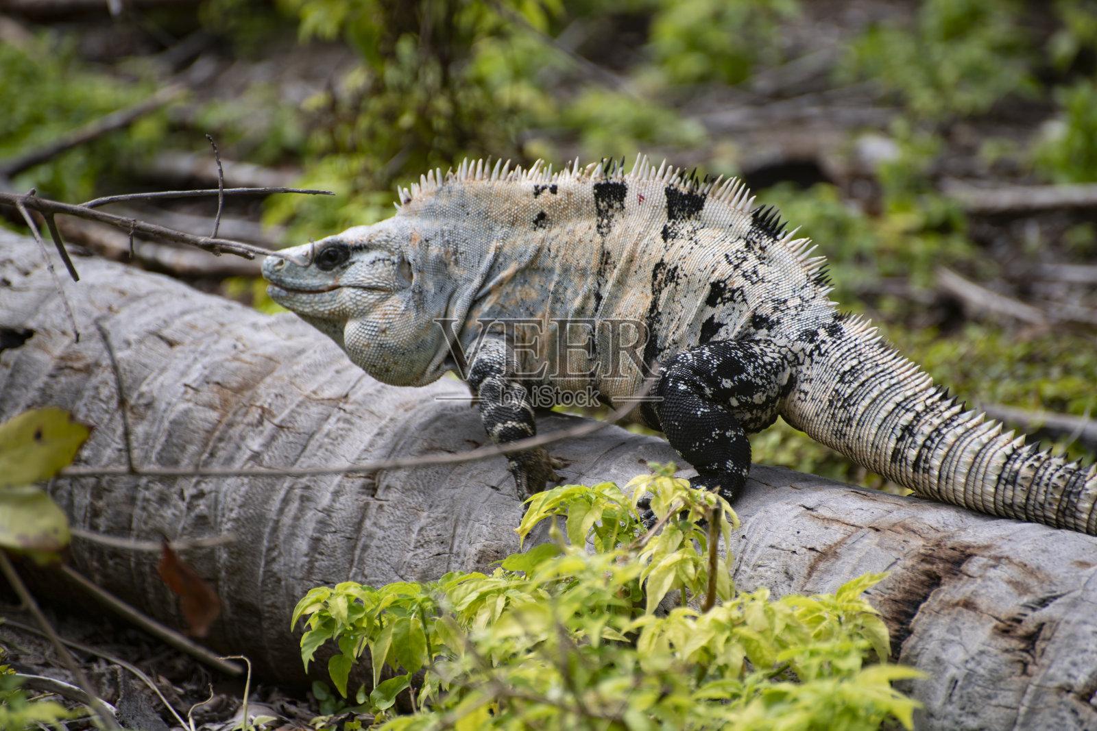 一个大鬣蜥在原木上的特写照片摄影图片