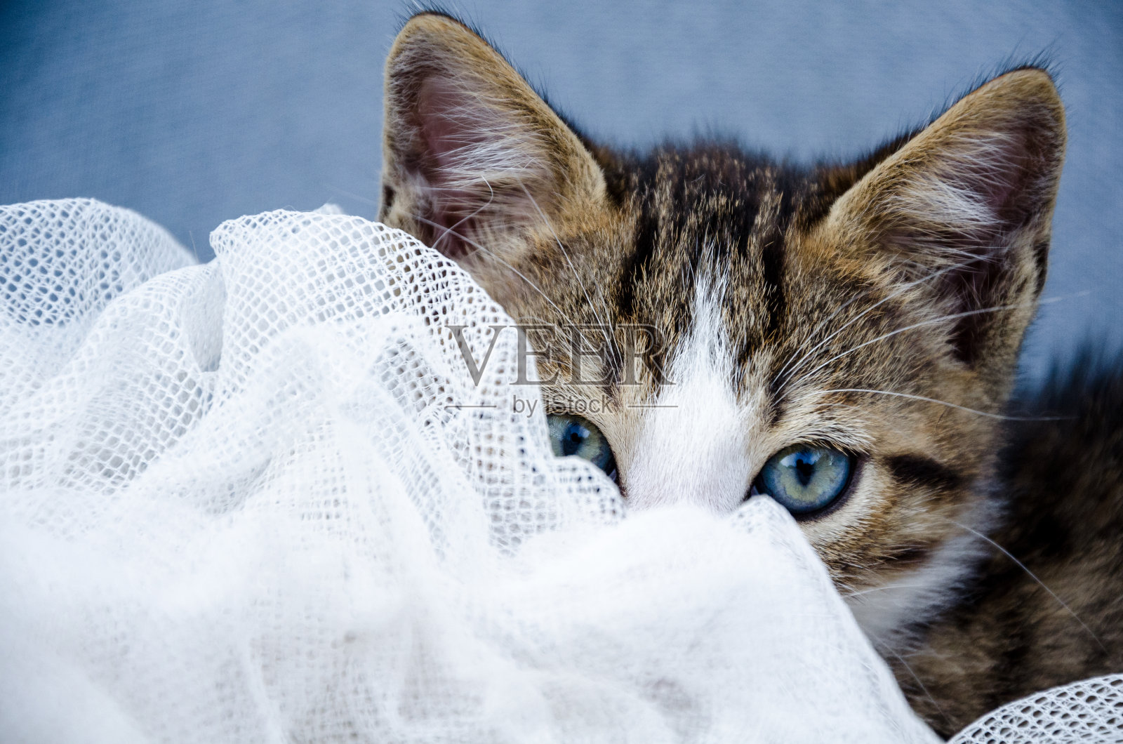 害羞的小猫照片摄影图片