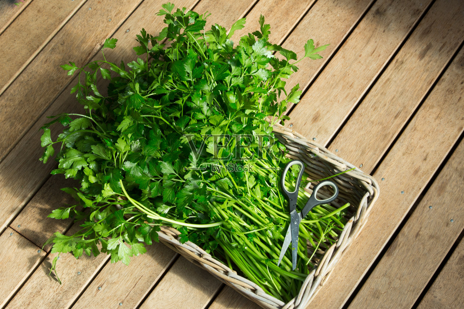 篮子里放一束新鲜的家种欧芹照片摄影图片