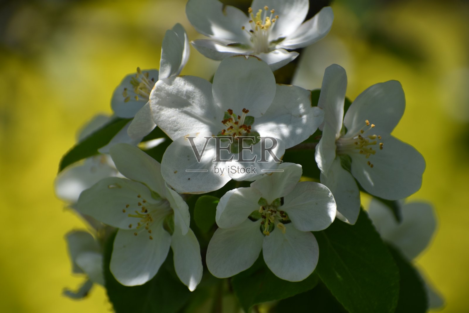 一棵开花的苹果树照片摄影图片