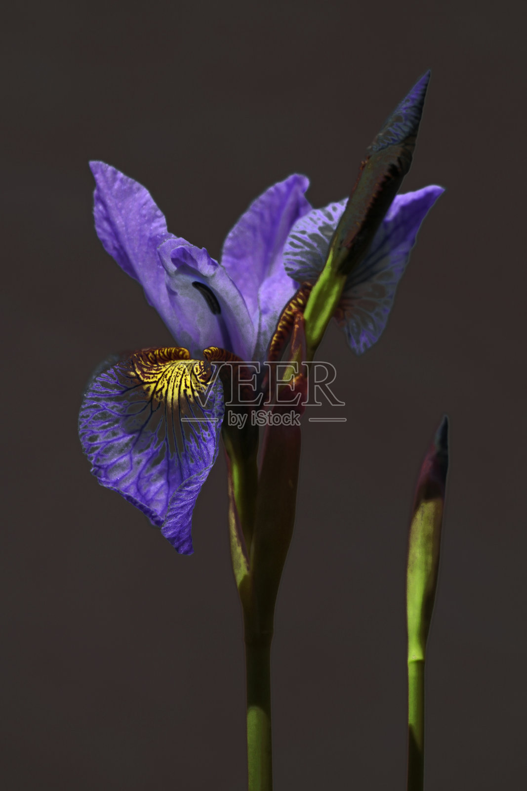 贝加尔湖鸢尾花在黑暗的背景和明亮的灯光。特写镜头。花瓣。大自然的魅力。花园照片摄影图片