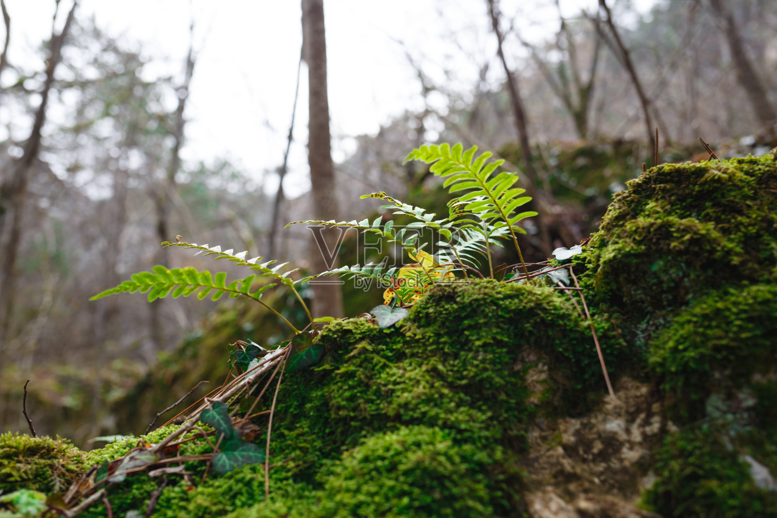 新鲜的蕨类嫩叶生长在被苔藓包围的森林里的一块石头上照片摄影图片