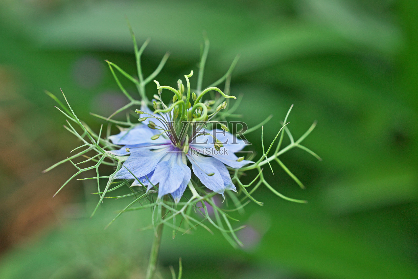 黑种草照片摄影图片