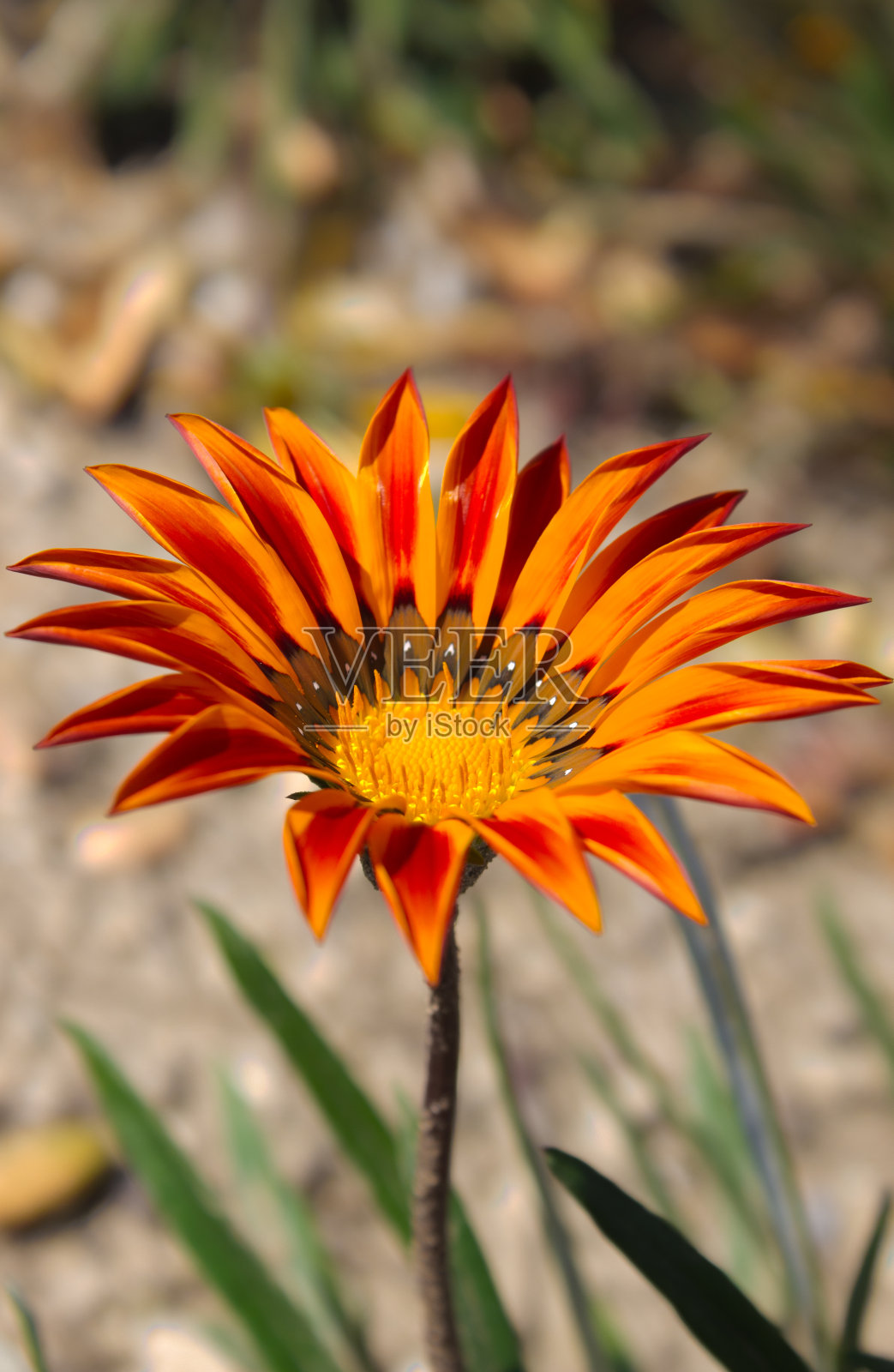橙色的原产地野花照片摄影图片