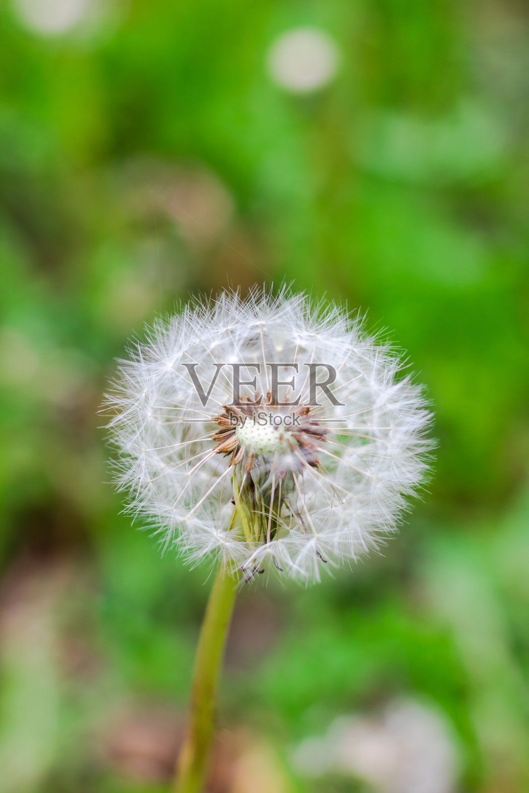 蒲公英的瘦果(种子球)照片摄影图片