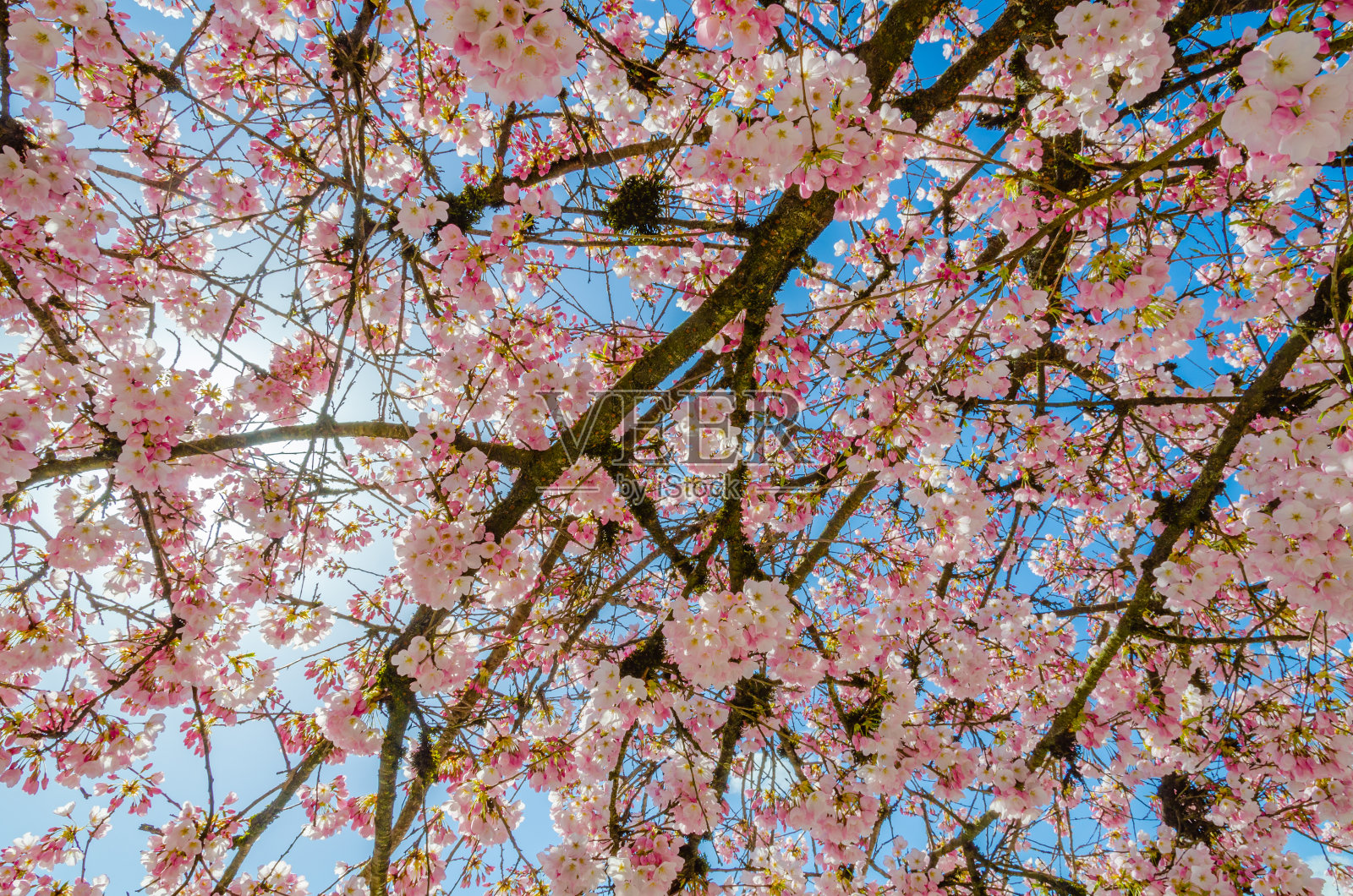 盛开的粉红色樱花树照片摄影图片