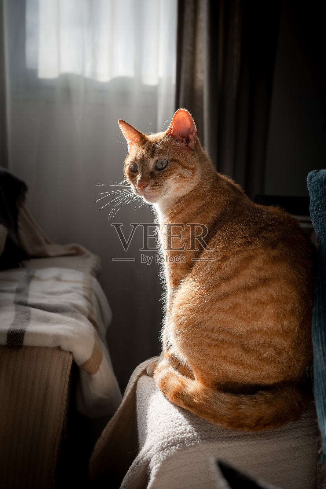 窗外的灯光下，一只绿眼睛的棕色虎斑猫正坐在沙发上。垂直组成照片摄影图片