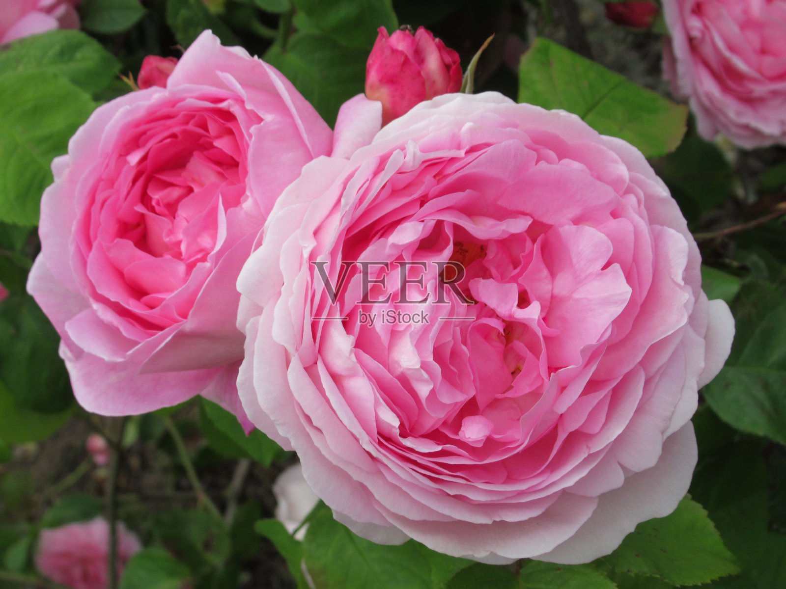 漂亮明亮的特写粉红玫瑰盛开在夏天照片摄影图片