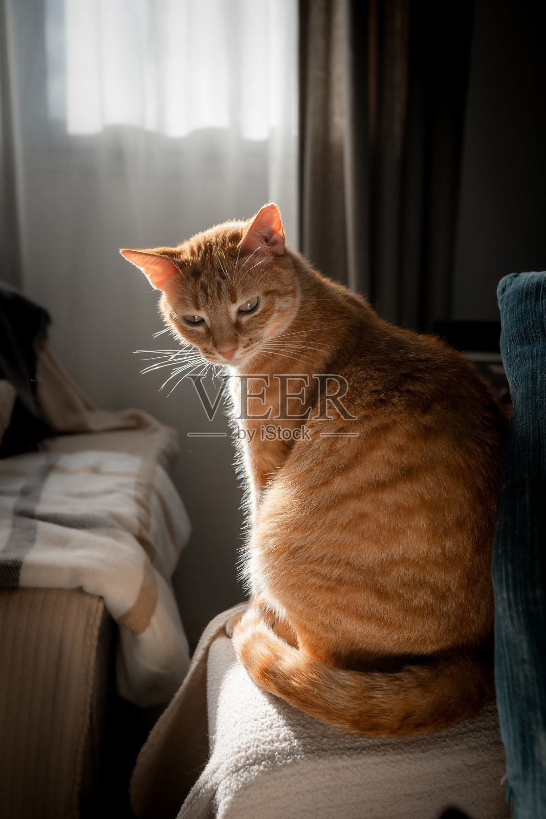 窗外的灯光下，一只绿眼睛的棕色虎斑猫坐在沙发上，看着镜头。垂直组成照片摄影图片