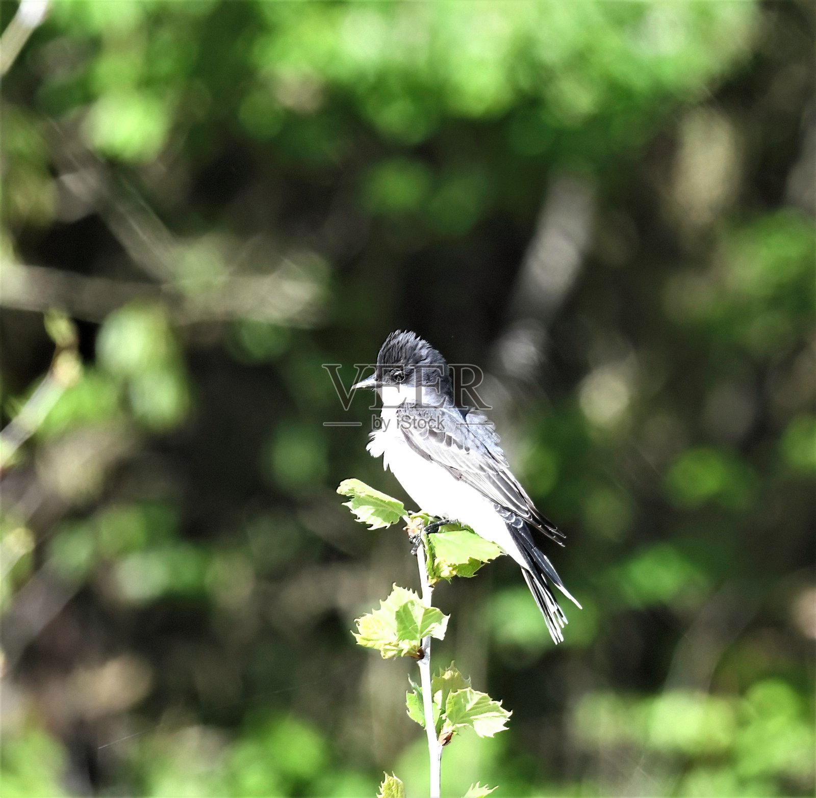 东部美洲食蜂鹟照片摄影图片