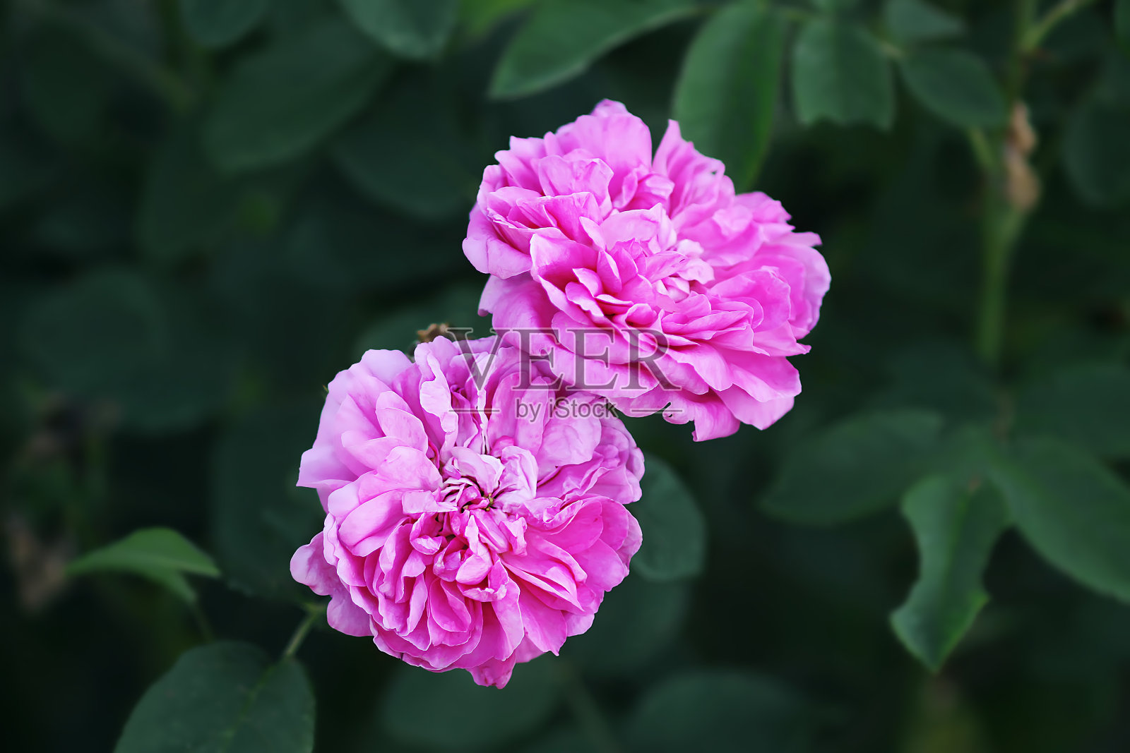 粉色玫瑰花朵。照片摄影图片
