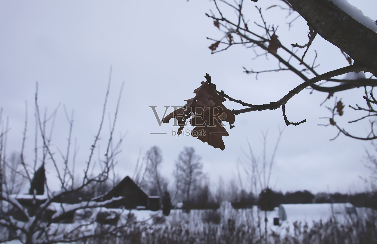 冬天森林里的橡树叶被雪覆盖。照片摄影图片