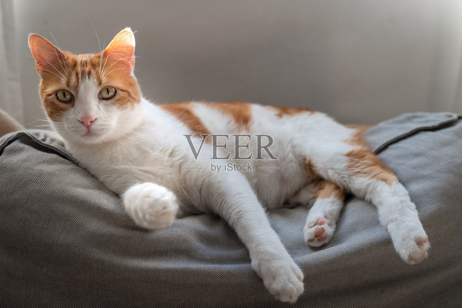 关闭了。一只棕色和白色的黄眼睛的猫躺在沙发上照片摄影图片