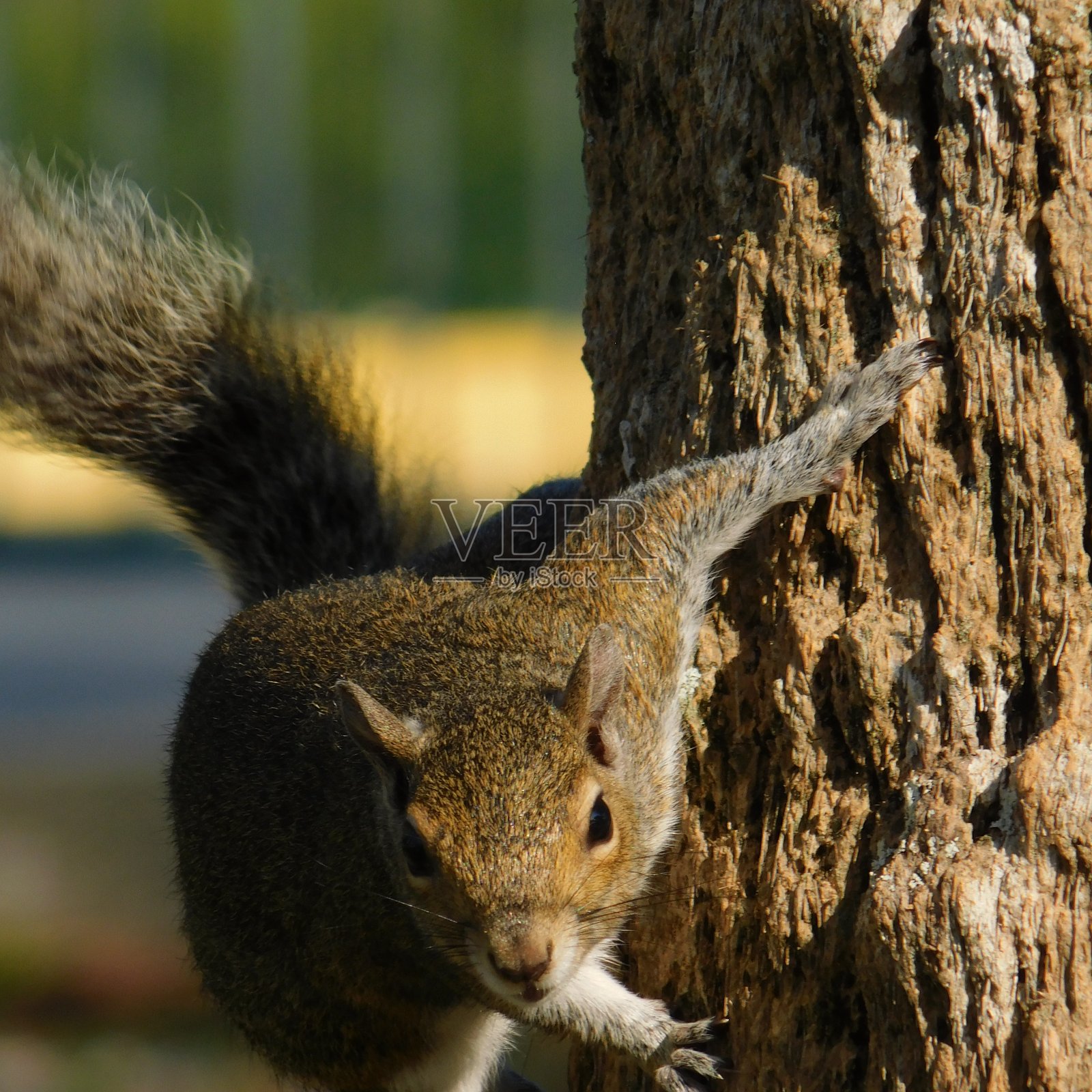 树上的松鼠照片摄影图片