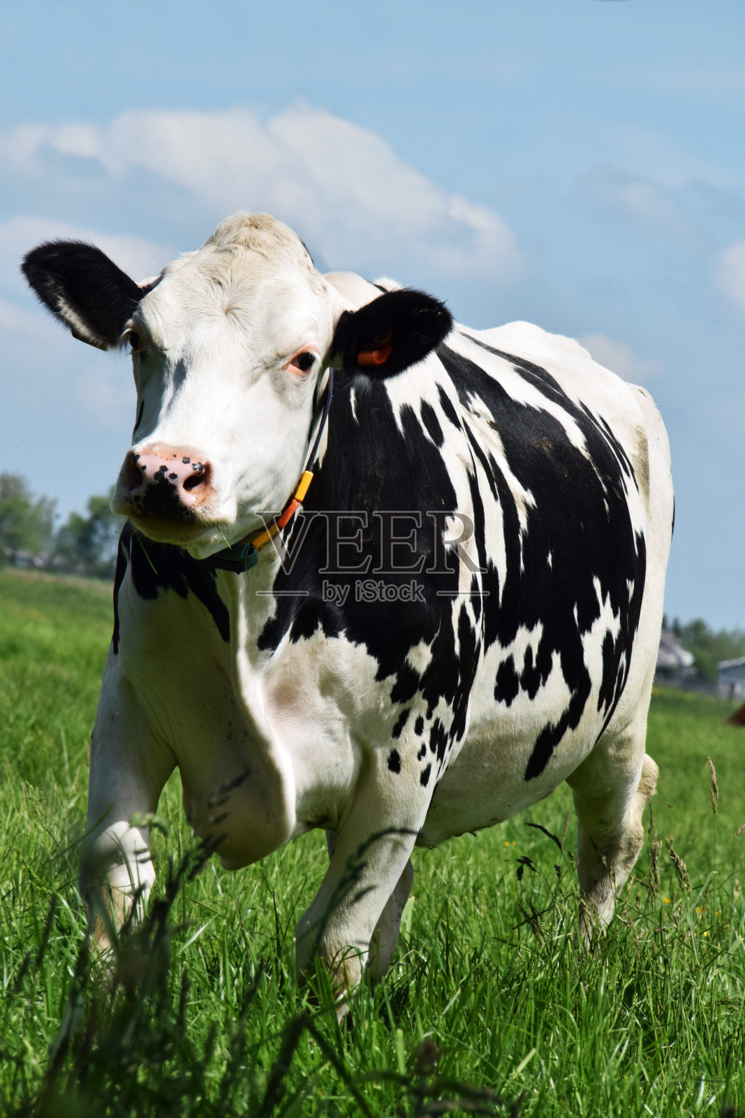 美丽的荷兰黑白奶牛在蓝天下的草地上奔跑照片摄影图片