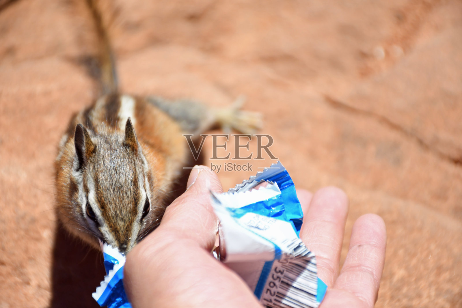 喂松鼠照片摄影图片