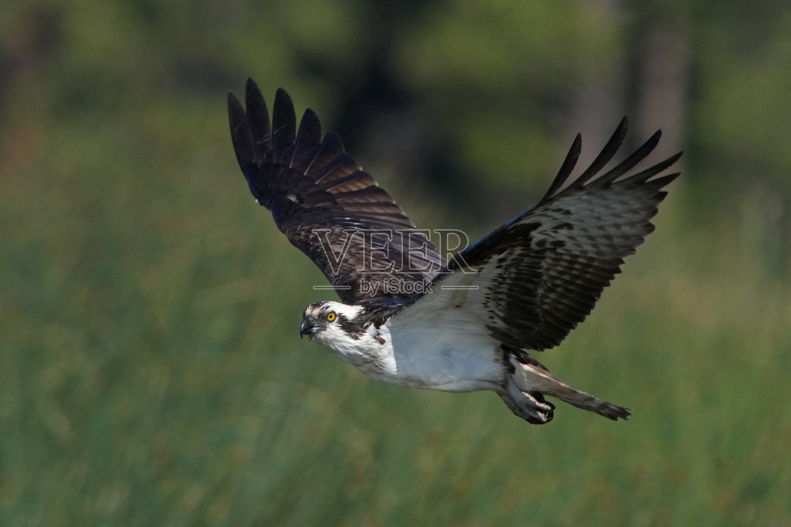 亚利桑那州的鱼鹰在捕鱼。照片摄影图片
