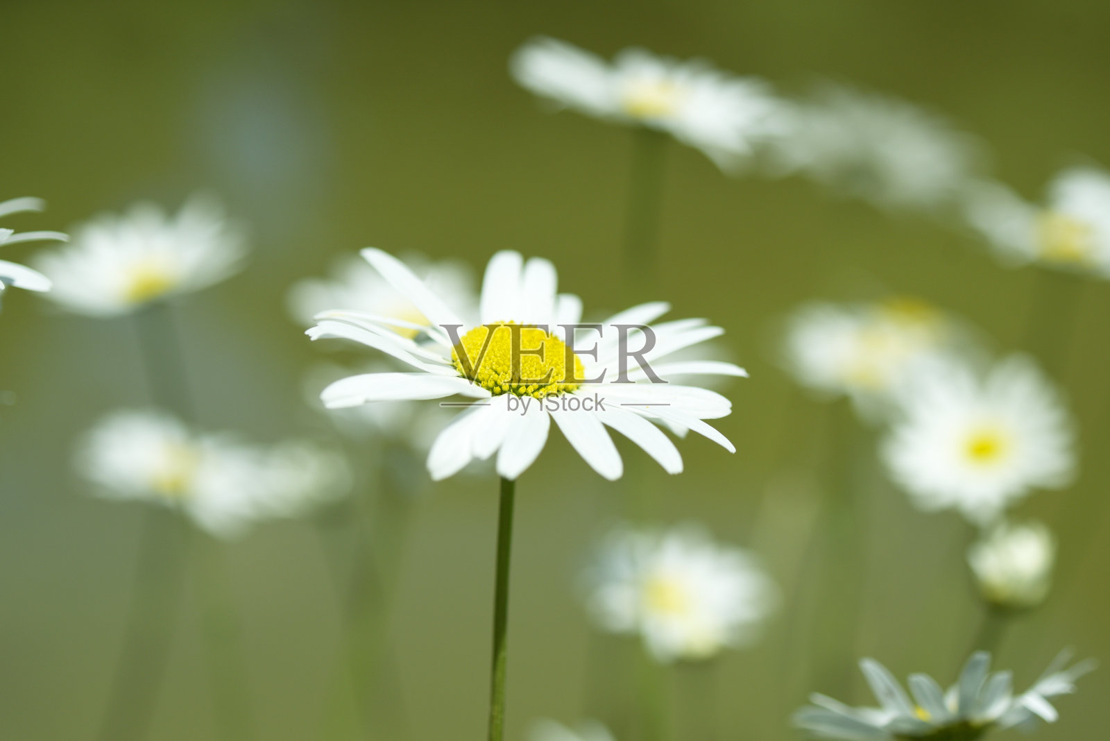 花园的花照片摄影图片