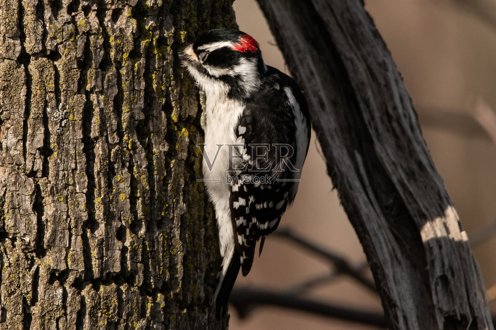 啄木鸟照片摄影图片
